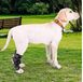 Бандаж для скакательного сустава и передних лап собак AB015-S фото 3